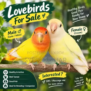 Love Birds for Sale
