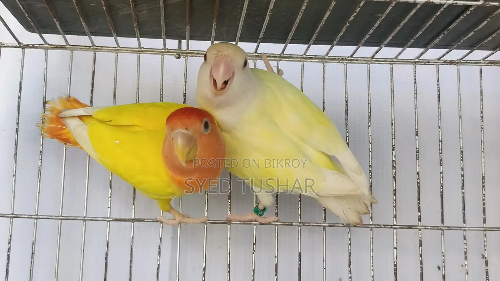 Love Birds for Sale