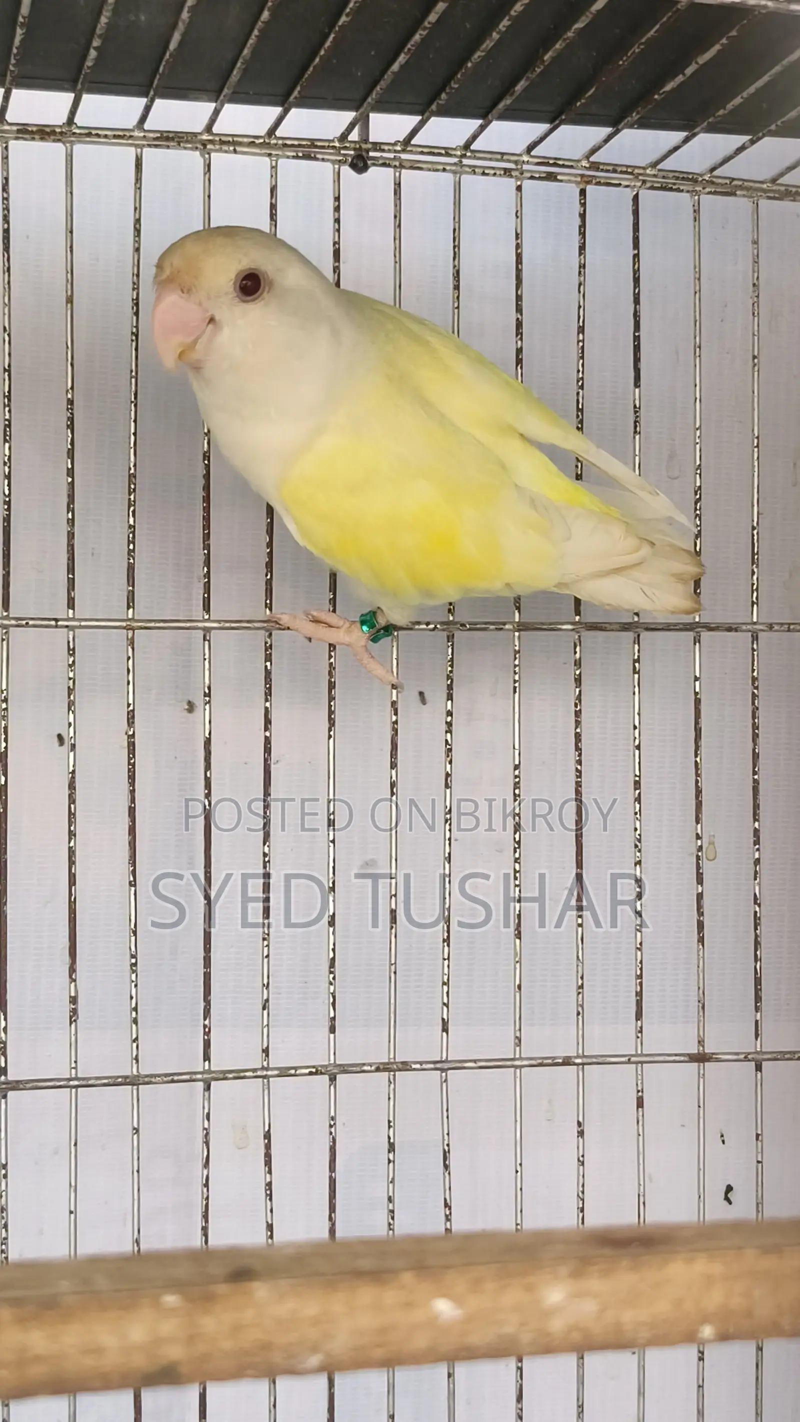 Love Birds for Sale