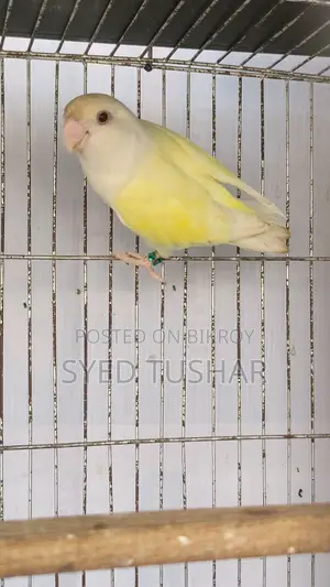 Love Birds for Sale