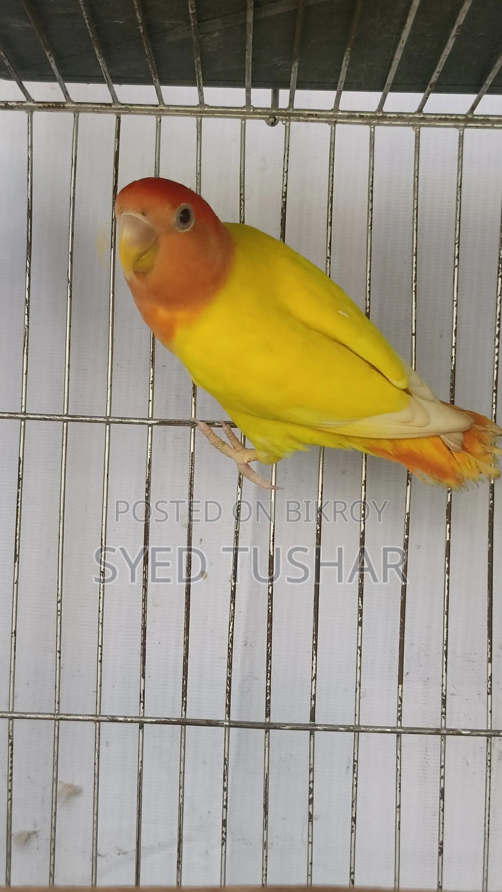 Love Birds for Sale
