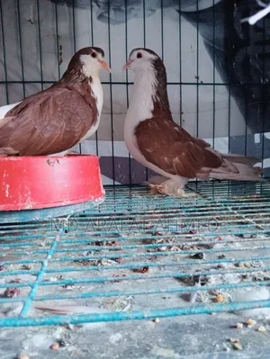 1 Pair Lahore Siraj Pigeon for Sale Location Dhaka Mirpur Technical
