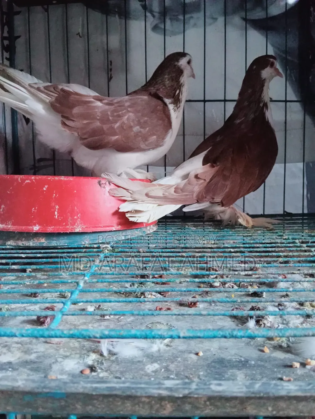 1 Pair Lahore Siraj Pigeon for Sale Location Dhaka Mirpur Technical