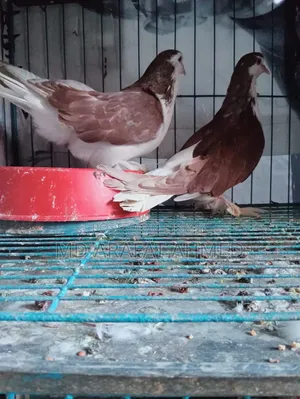 1 Pair Lahore Siraj Pigeon for Sale Location Dhaka Mirpur Technical