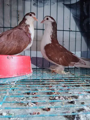 1 Pair Lahore Siraj Pigeon for Sale Location Dhaka Mirpur Technical