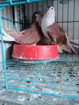 1 Pair Lahore Siraj Pigeon for Sale Location Dhaka Mirpur Technical
