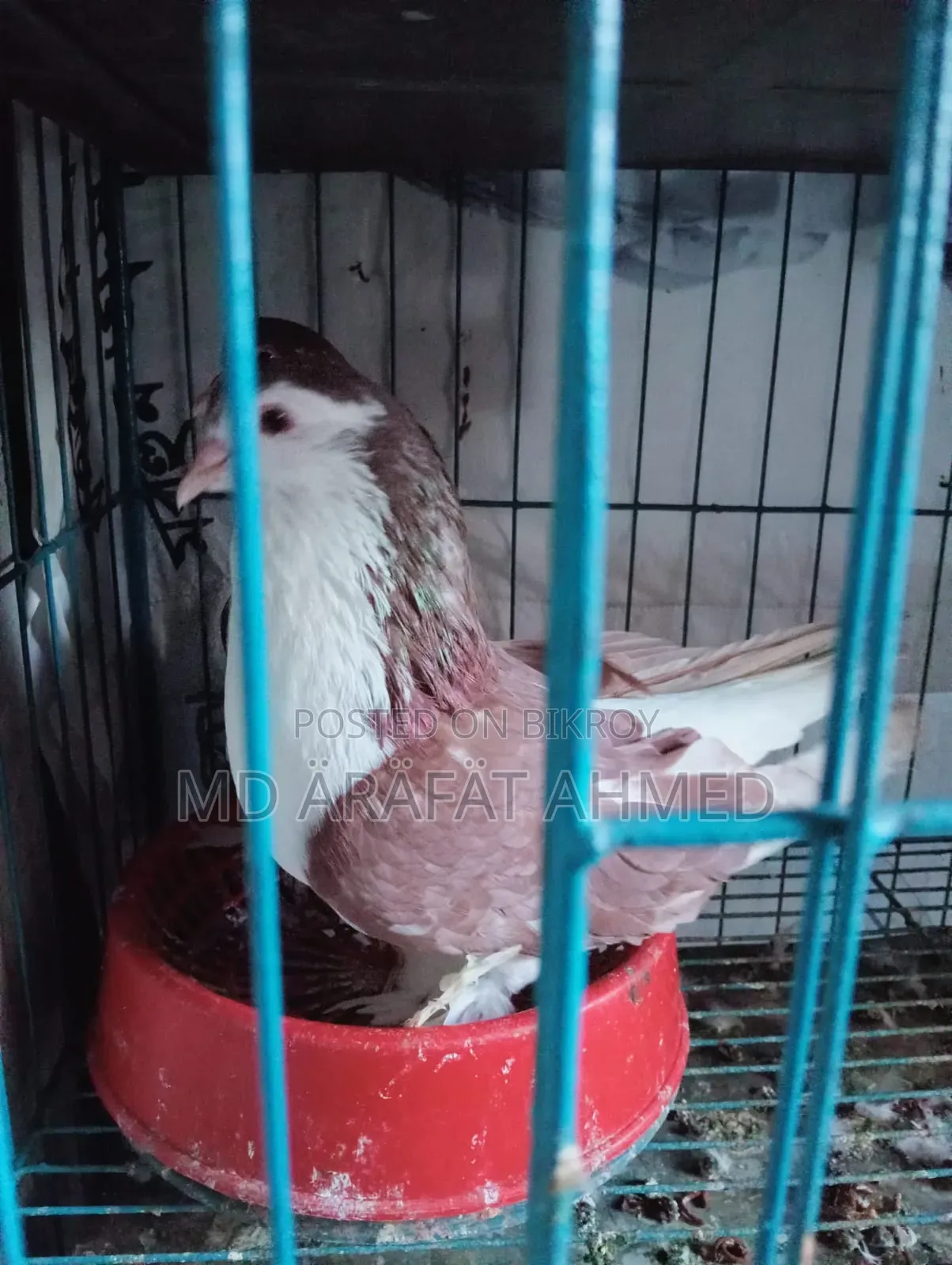 1 Pair Lahore Siraj Pigeon for Sale Location Dhaka Mirpur Technical