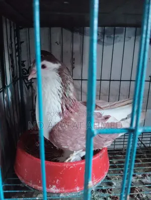 1 Pair Lahore Siraj Pigeon for Sale Location Dhaka Mirpur Technical