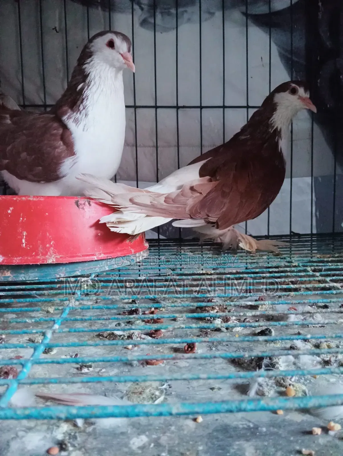1 Pair Lahore Siraj Pigeon for Sale Location Dhaka Mirpur Technical