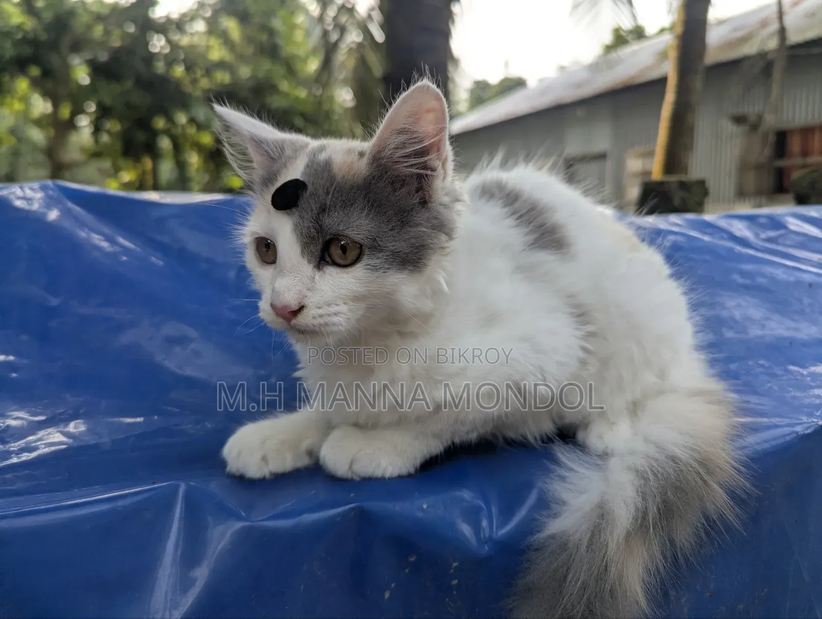 1-3 months Female Purebred Persian