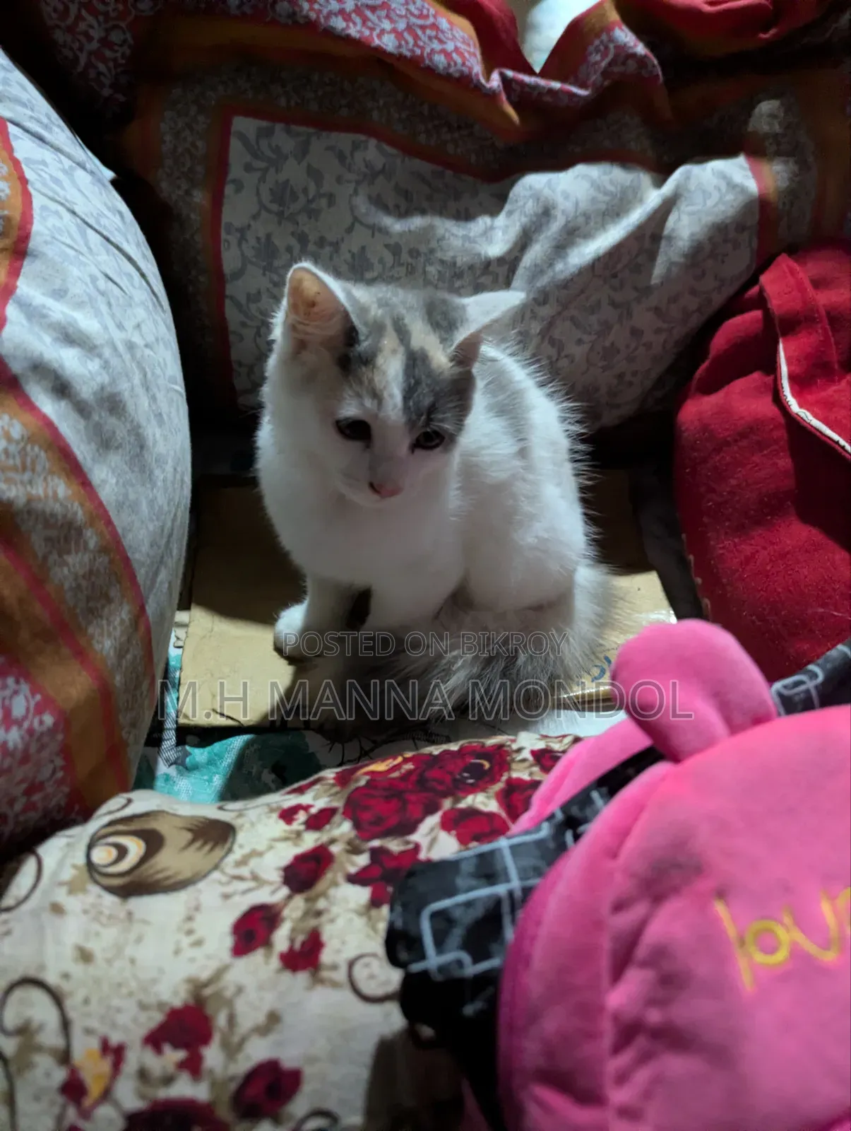 1-3 months Female Purebred Persian