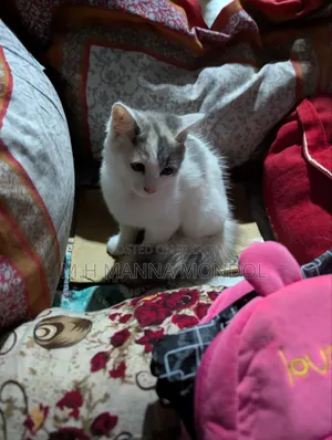 1-3 months Female Purebred Persian