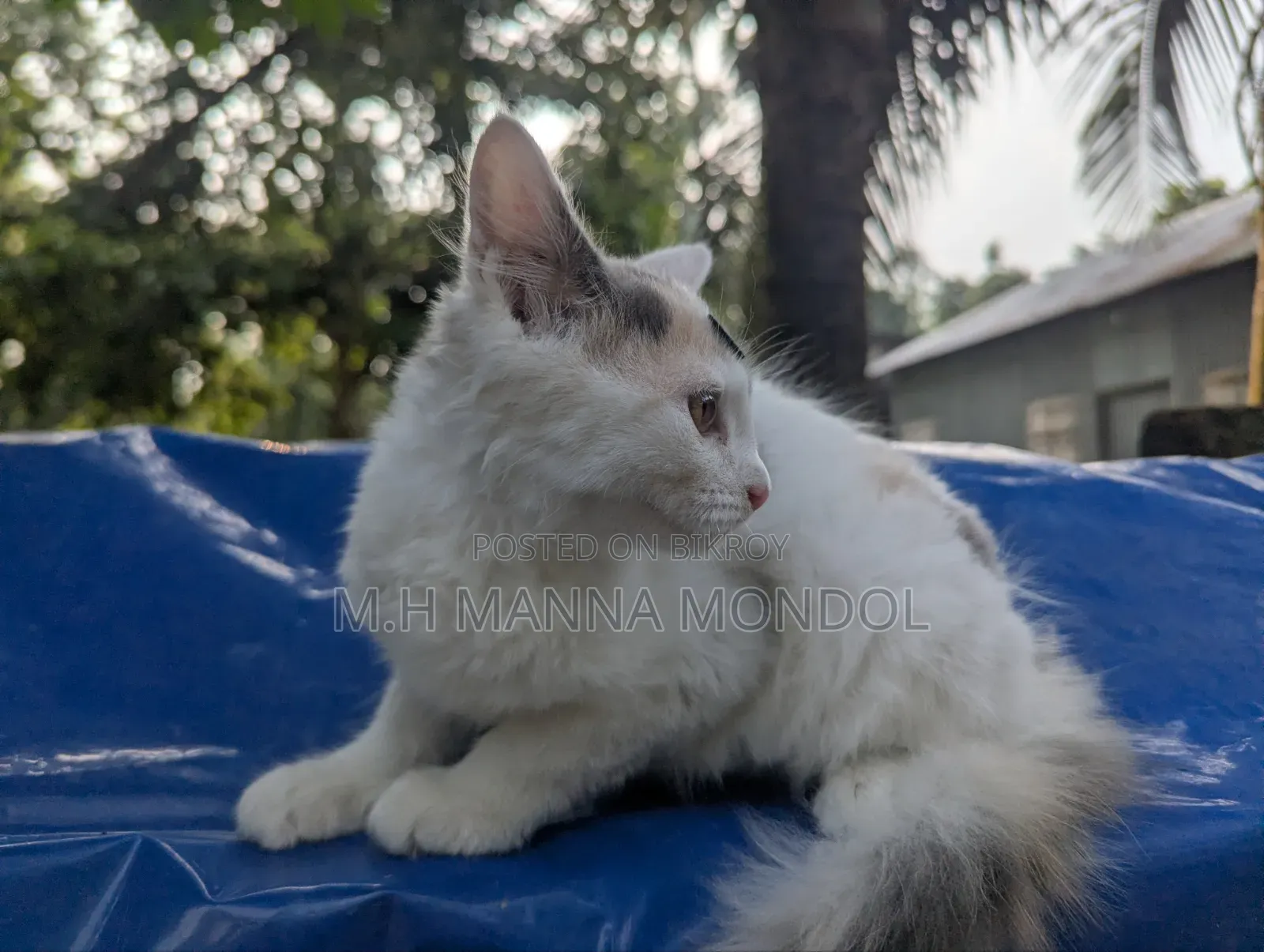 1-3 months Female Purebred Persian