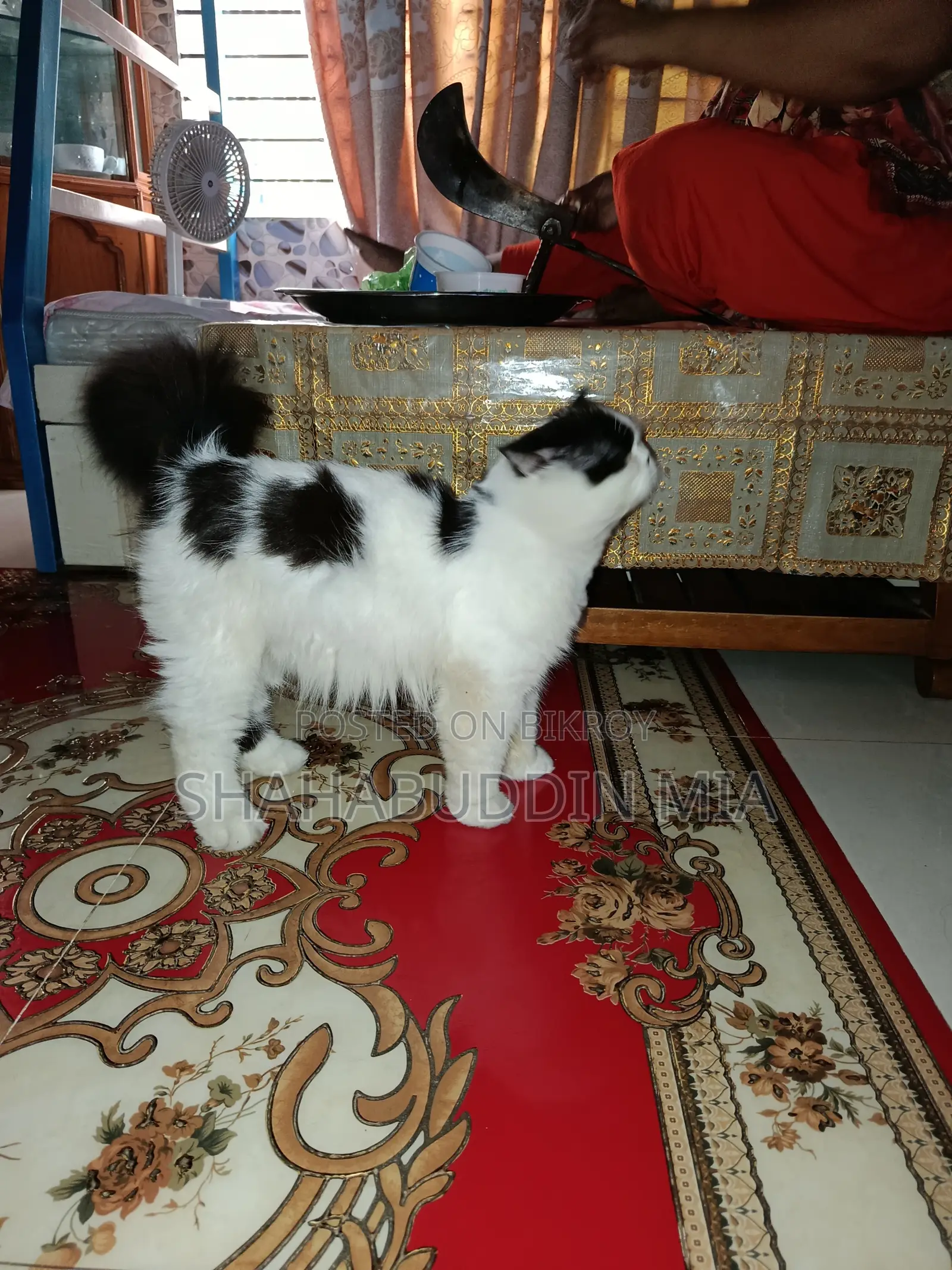 6-12 months Male Purebred Exotic