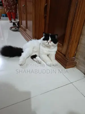 6-12 months Male Purebred Exotic
