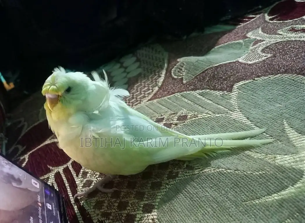 জাপানিজ বাজরিগর