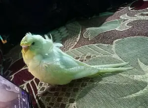 জাপানিজ বাজরিগর