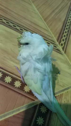 জাপানিজ বাজরিগর