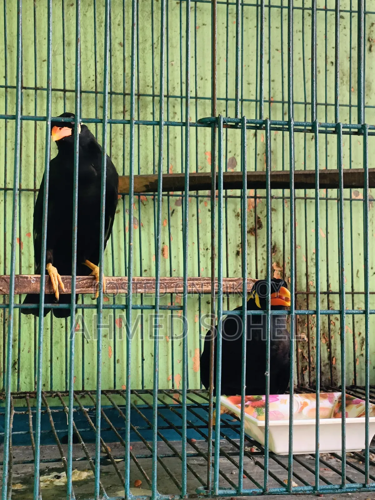 Talking Hill Myna