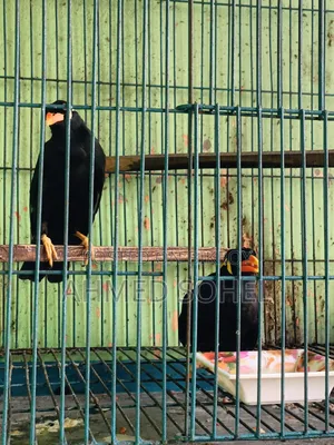 Talking Hill Myna
