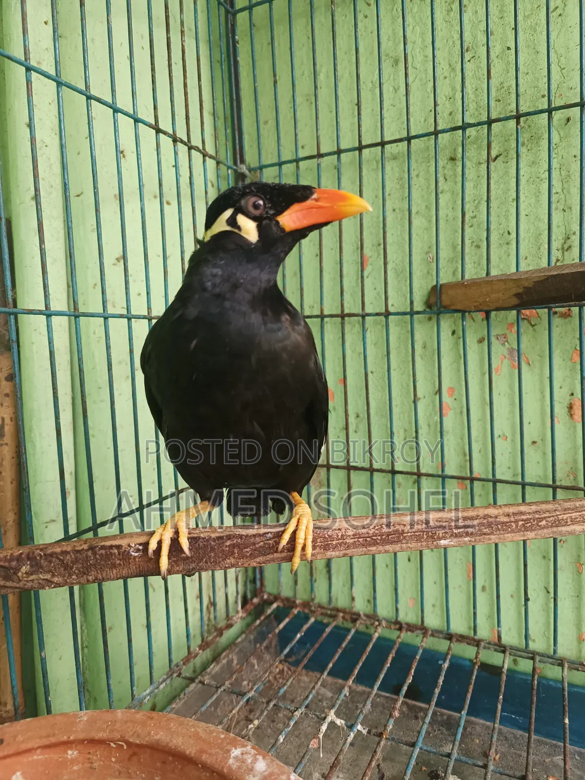 Talking Hill Myna