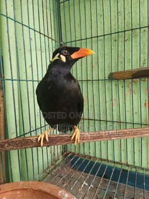 Talking Hill Myna