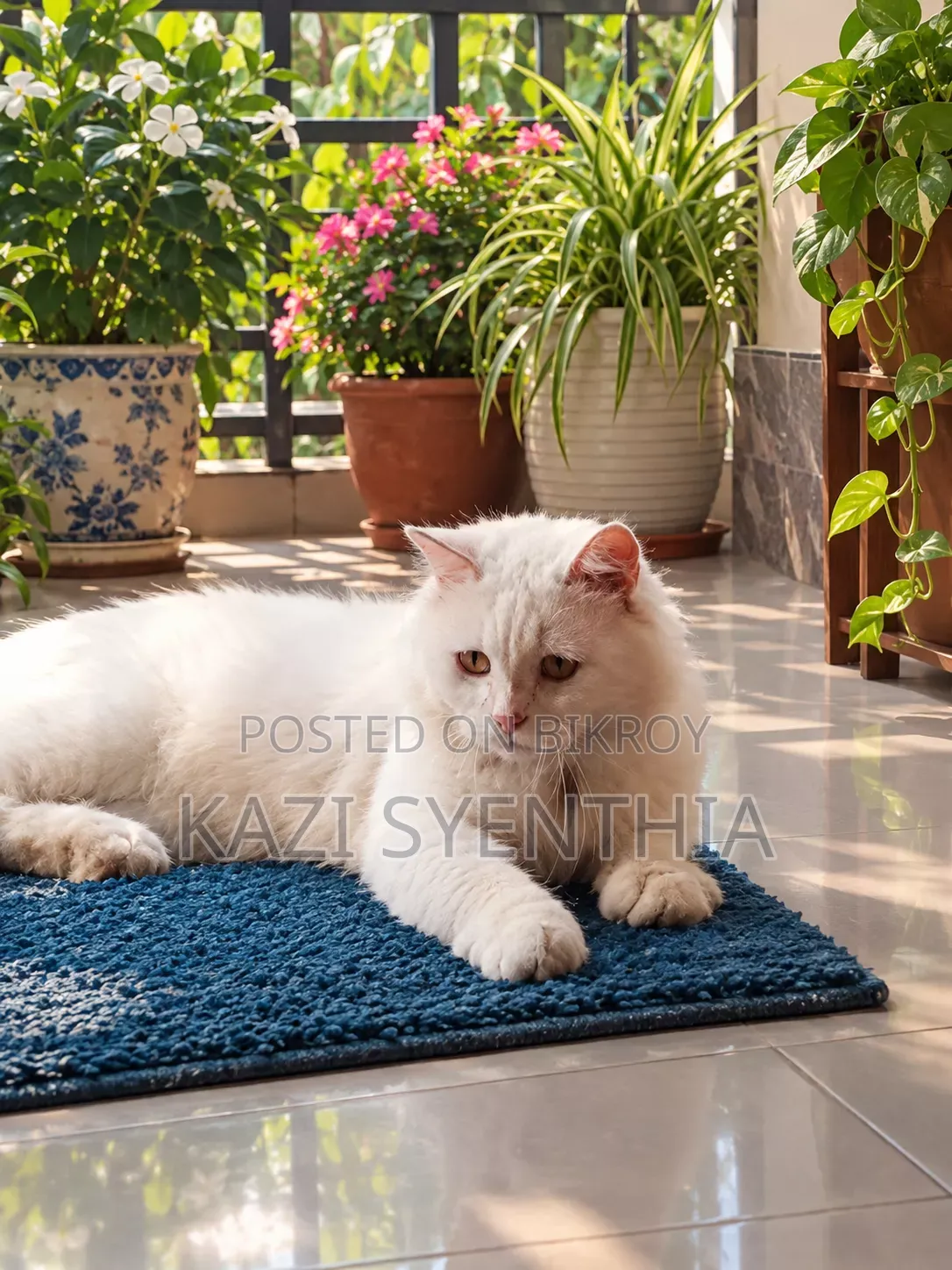 1+ year Male Purebred Persian