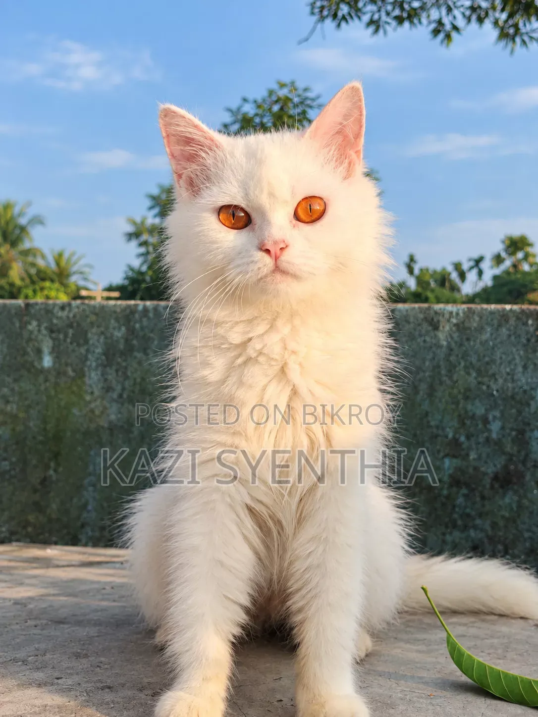 1+ year Male Purebred Persian