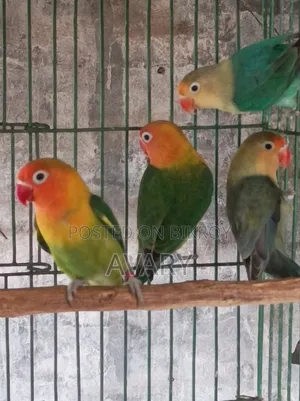 পারব্লু লাভ বার্ডস