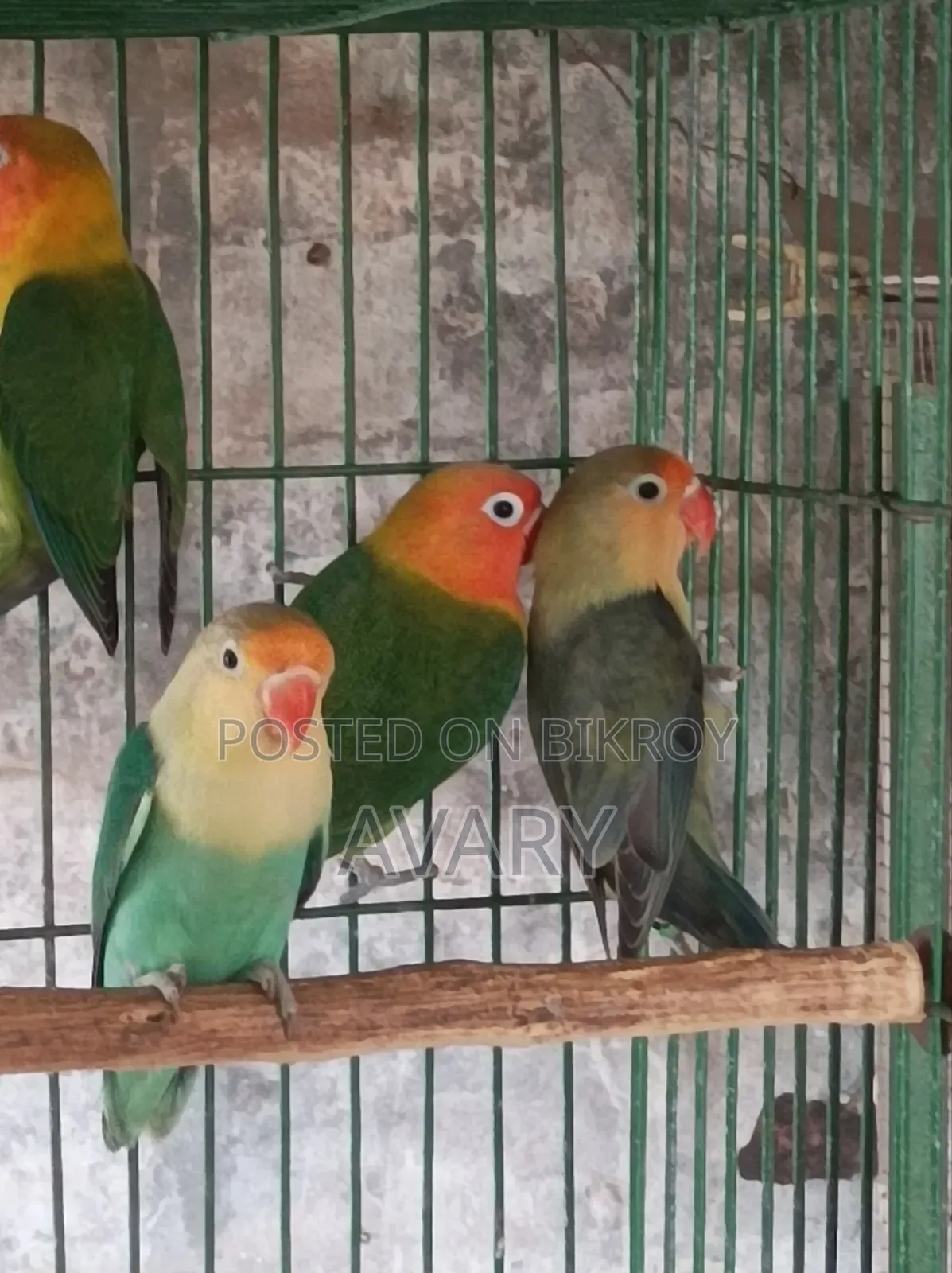 পারব্লু লাভ বার্ডস