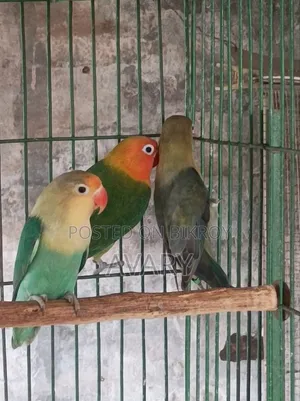 পারব্লু লাভ বার্ডস