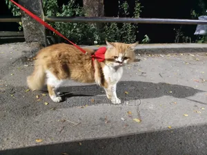 1+ year Male Purebred Persian