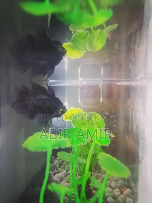 ফিমেল বেটা ফিশ. রেয়ার কালার