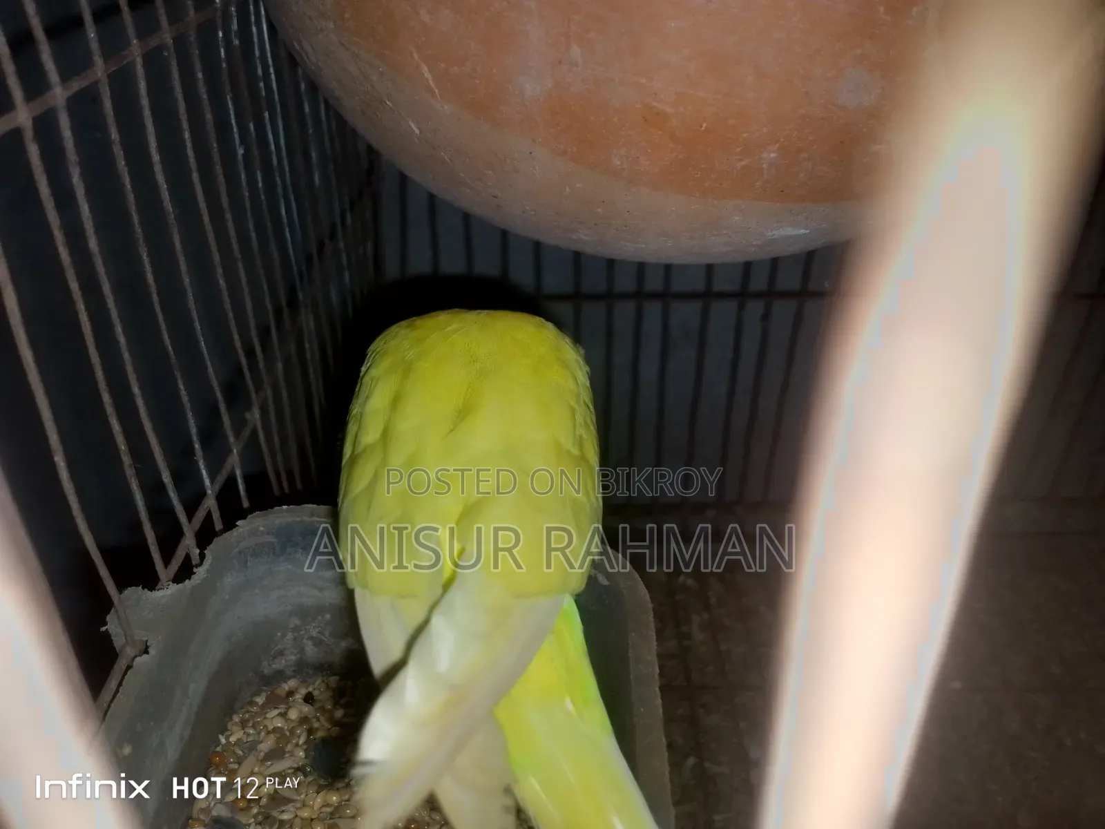 Budgerigar Bird