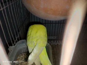 Budgerigar Bird