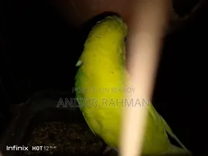 Budgerigar Bird