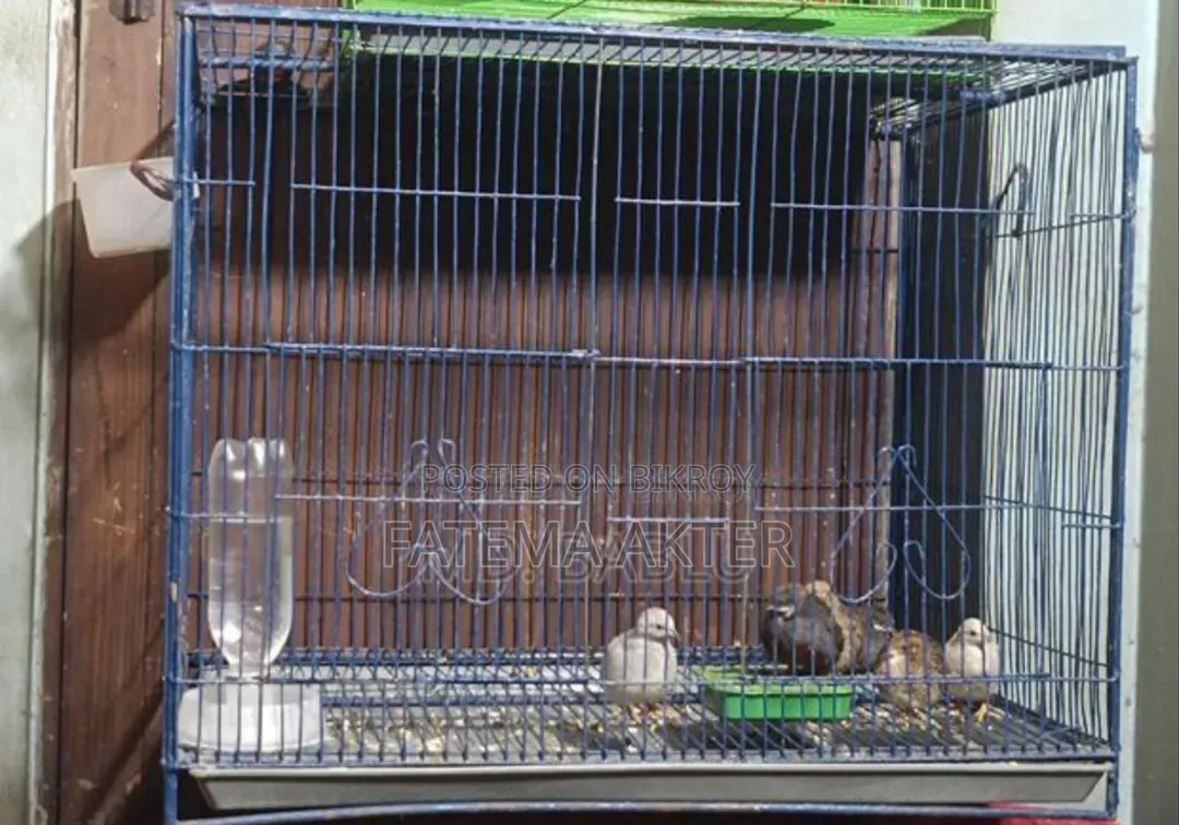 18-24 size bird cage for sale