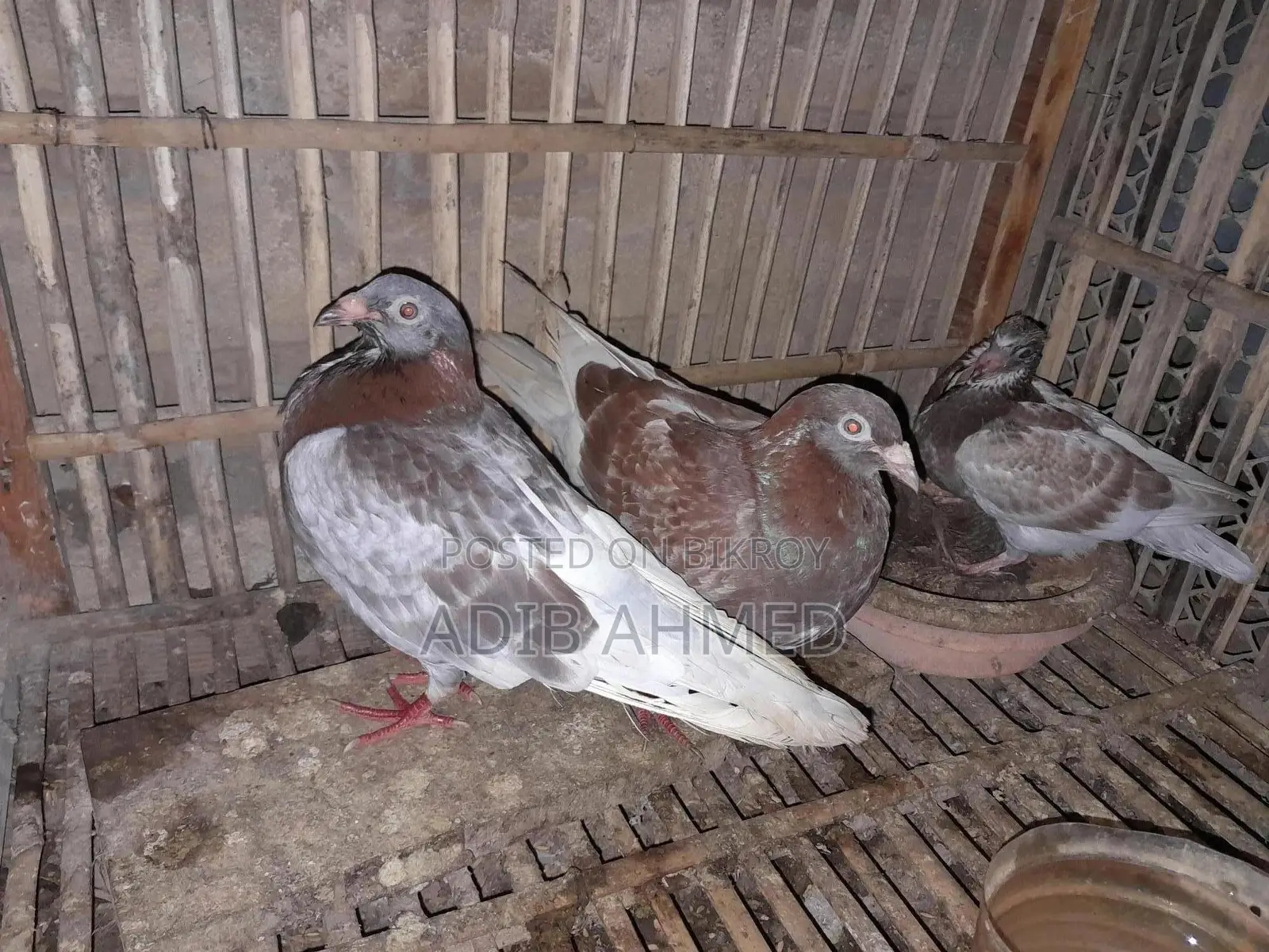 Racing Pigeon