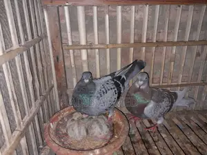 Racing Pigeon