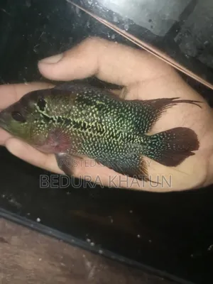 ফ্লাওয়ার হরন
