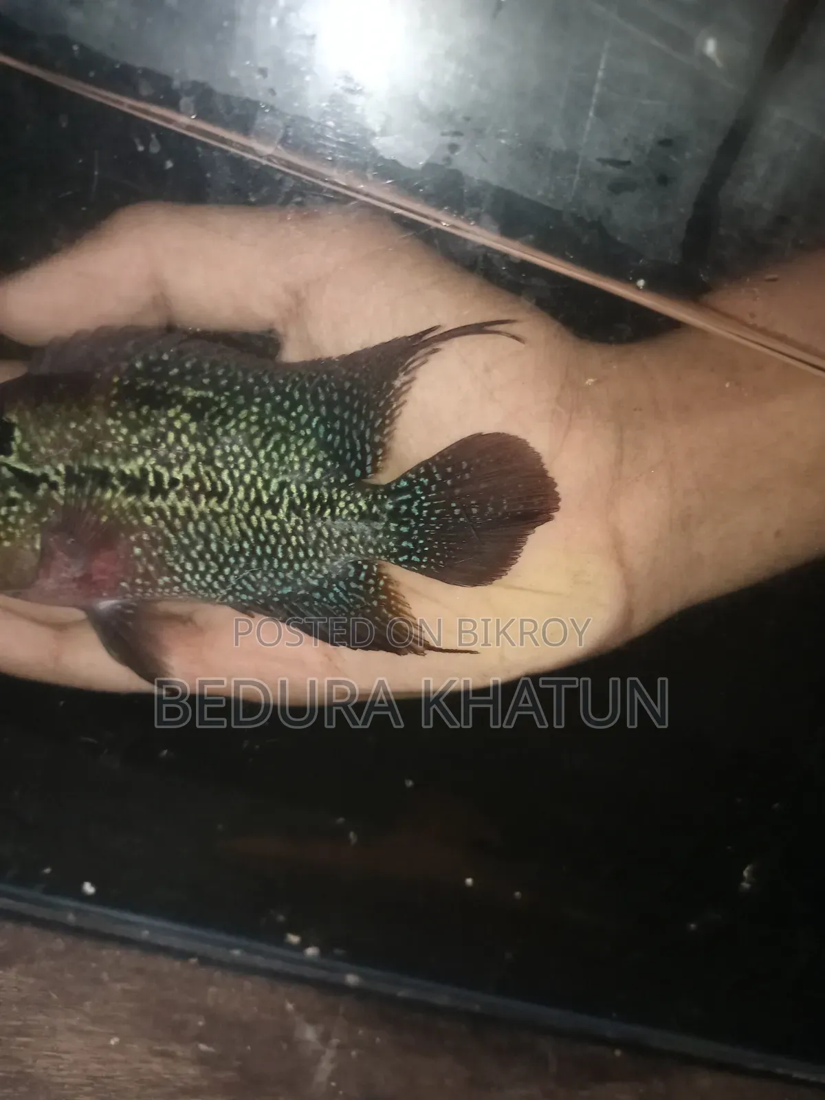 ফ্লাওয়ার হরন