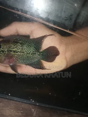 ফ্লাওয়ার হরন