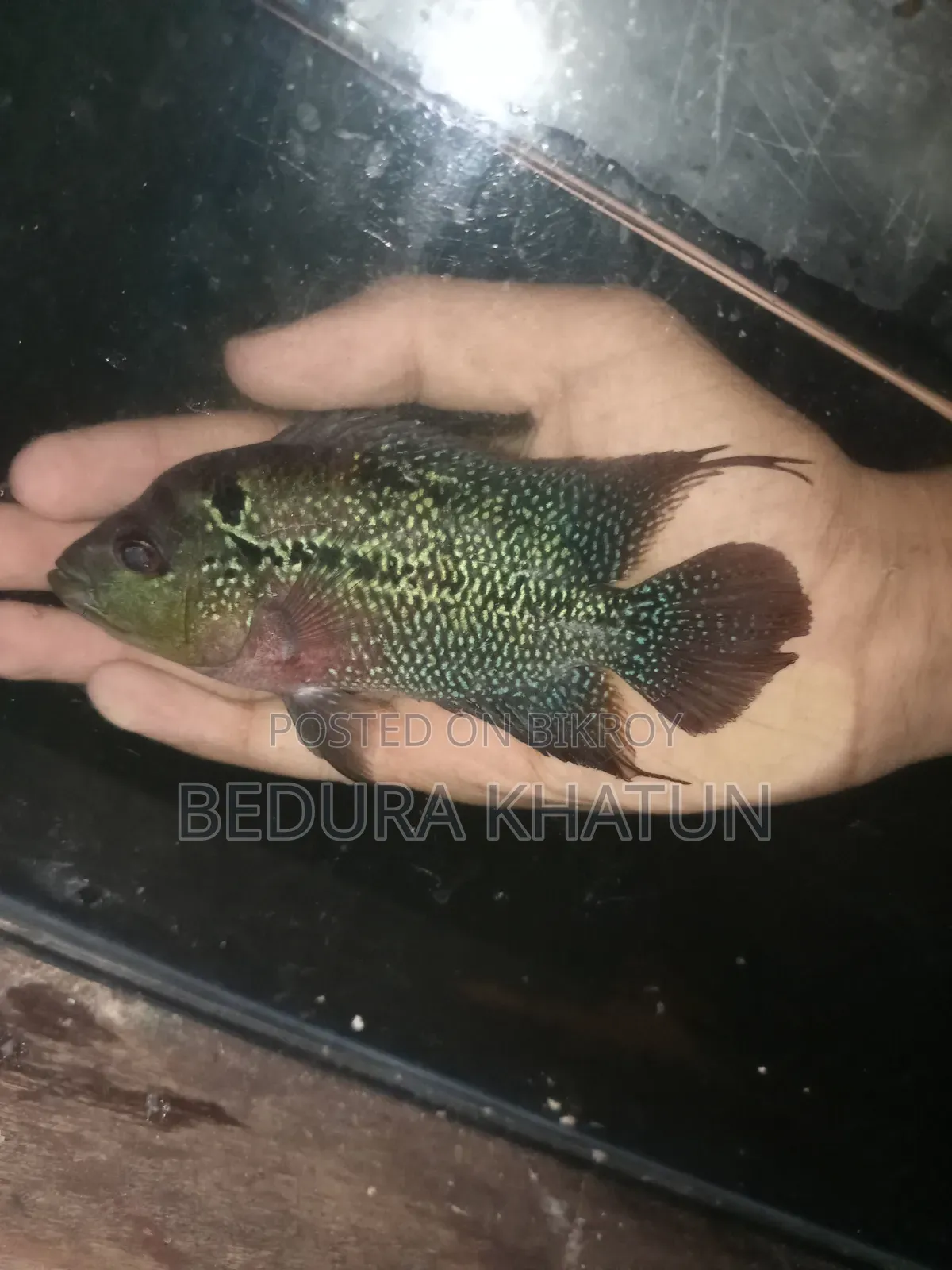 ফ্লাওয়ার হরন