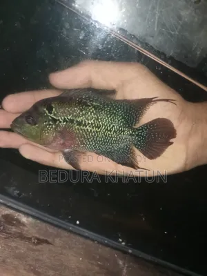 ফ্লাওয়ার হরন