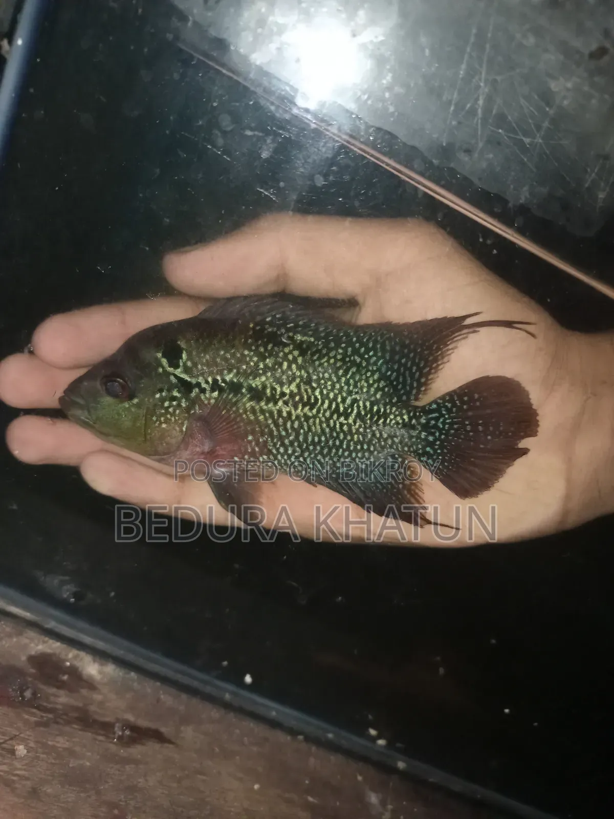 ফ্লাওয়ার হরন