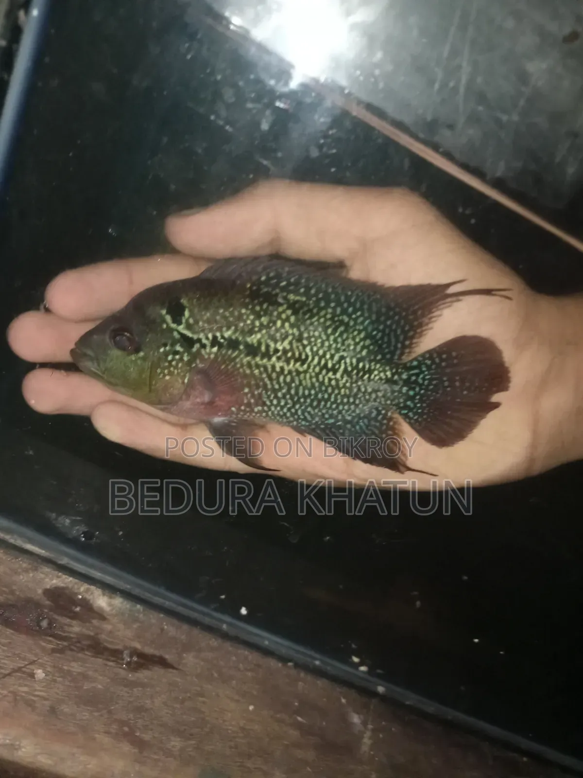 ফ্লাওয়ার হরন