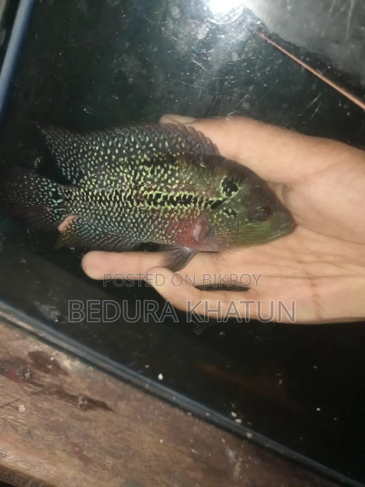 ফ্লাওয়ার হরন