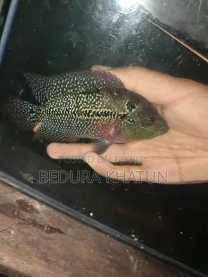 ফ্লাওয়ার হরন