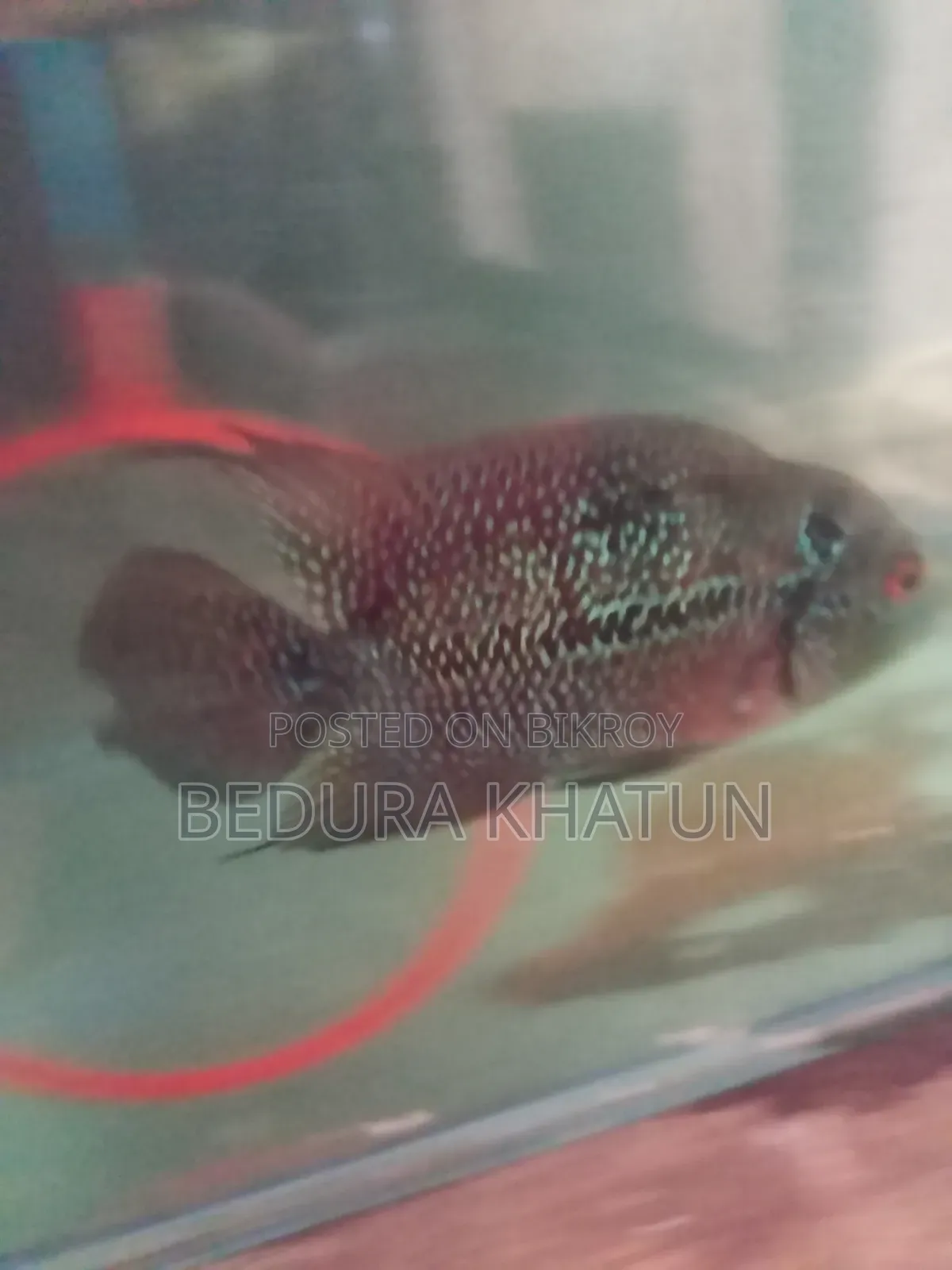 ফ্লাওয়ার হরন