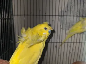 Want to buy Japanese female budgie